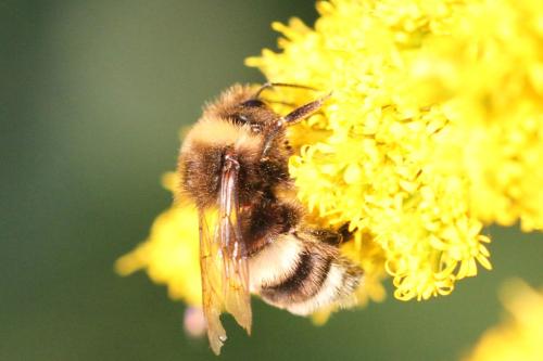 Bombus sp.
